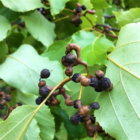 Raisin Tree — Wanderlust Nursery