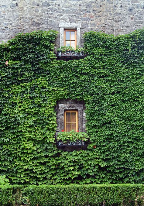 7 Ivy Exterior Walls Ideas In 2020 Exterior House Exterior Exterior