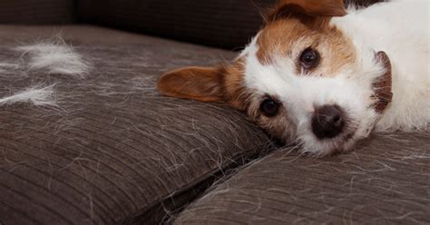 Cómo quitar los pelos de perro del sofá en solo minutos