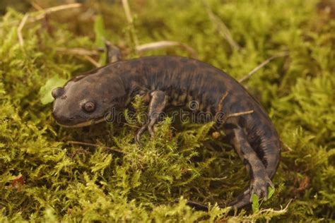 Chiusura Di Un Subadulto Metamorfoso Dell Achoque Ambystoma Andersoni