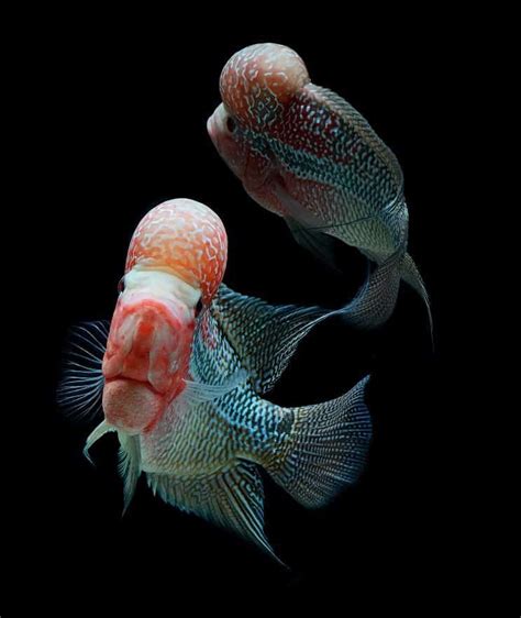 Flowerhorn cichlid care guide species overview – Artofit