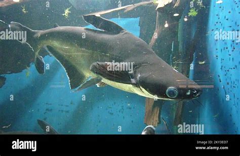 Baby shark Stock Videos & Footage - HD and 4K Video Clips - Alamy