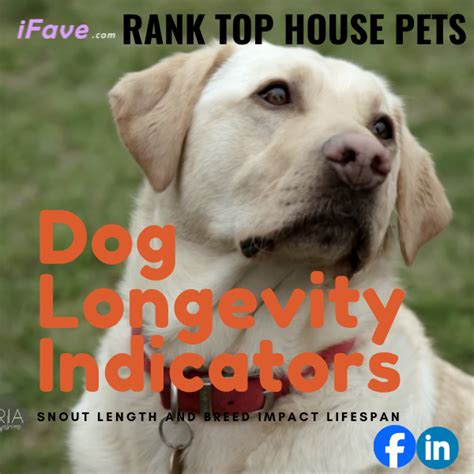 Dog Longevity Indicators: Snout Length and Breed Impact Lifespan ...