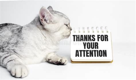 Thank You for Your Attention on Notebook and Grey Cat Stock Image ...