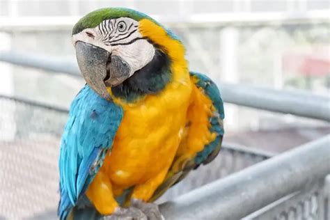 Where Macaw Lives? A Complete Guide for All Species – Macaw Land