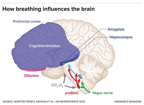 How Does Breathing Affect Your Brain Smithsonian