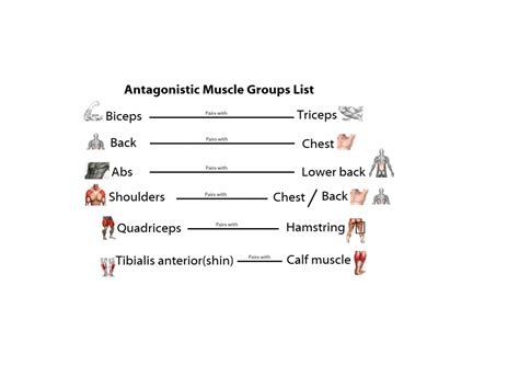 Skeletal Muscles and Antagonistic pairs | Skeletal muscle, Muscle ...