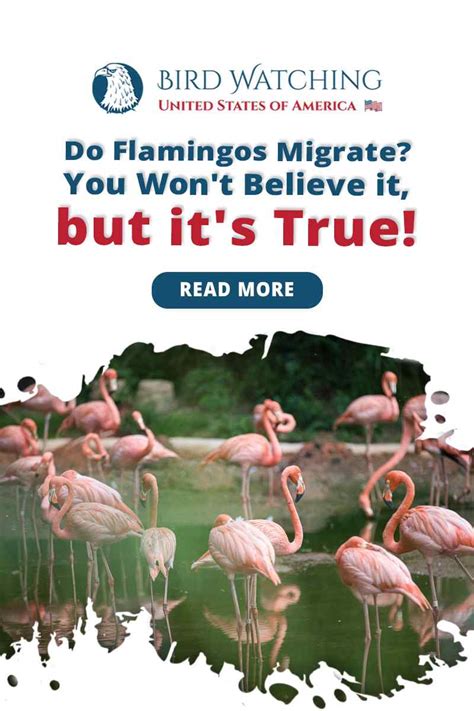 Do Flamingos Migrate? You Won’t Believe It, But It’s True!