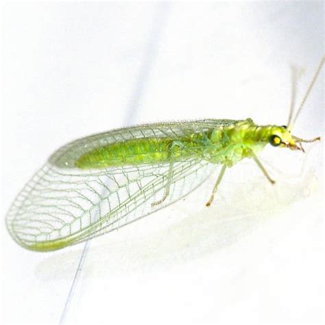 Lacewing Chrysoperla Bugguidenet
