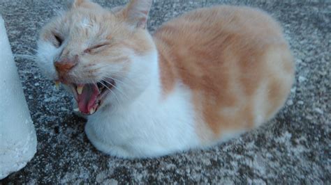 Cat Laugh Ridiculous Free Photo On Pixabay Pixabay