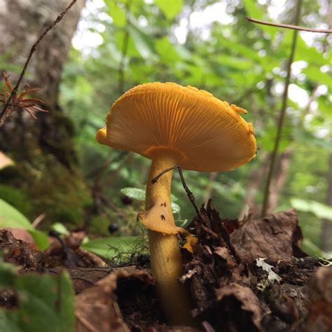 Amanita Flavoconia Yellow Patches Shroomid