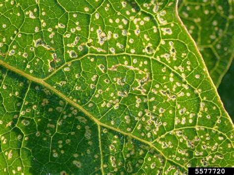 Tobacco Flea Beetle Epitrix Hirtipennis