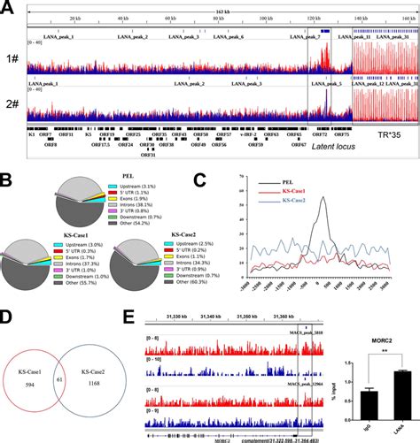 Genome Wide Lana Binding Sites In Classic Ks Tissues A The General