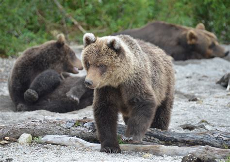 Settembre 2020 Alaska In Autunno Speciale Orsi Polariesaurito Viaggi