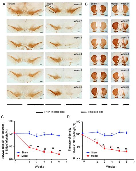 Time Course Behavioral Features Are Correlated With Parkinsons Disease