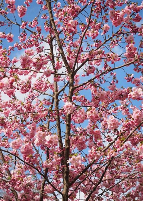 63 Lovely Flowering Tree Ideas For Your Home Yard Flowering Cherry Tree Small Gardens