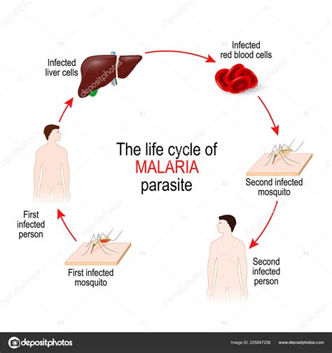 Life Cycle Malaria Parasite First Infected Mosquito Second Infecte ...