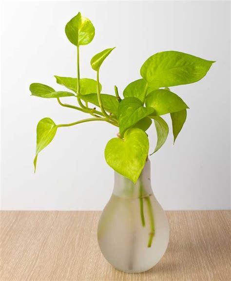 Bouture Du Pothos Dans L Eau Ou En Terre M Thode Facile Plantes