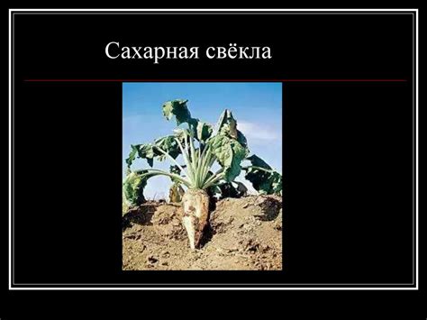 История появления сахара - презентация онлайн