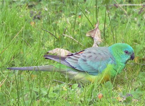 Red-rumped Parrot (grass parrot) | Hamilton Park