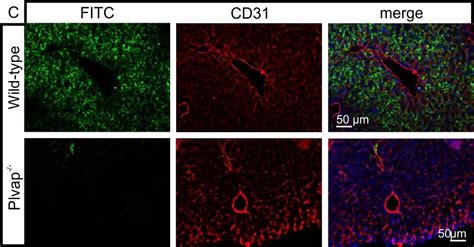 Humanmouserat Cd31pecam 1 Antibody Af3628 By Randd Systems Part Of