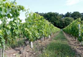 Cabernet Franc Cote Yannick Amirault Bourgueil