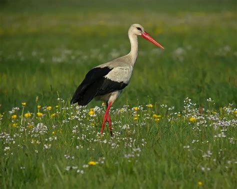 White Stork - Facts, Diet, Habitat & Pictures on Animalia.bio