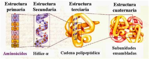 BiologÍa 3º Secundaria Estructura Y Función De Las Proteínas