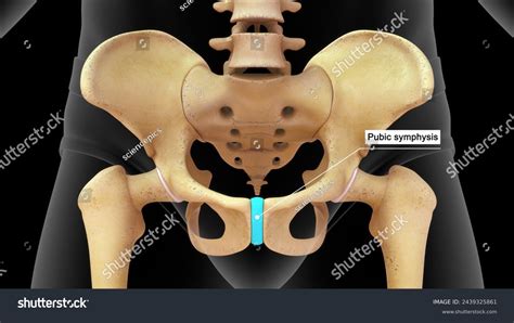 Pubic Symphysis Human Skeletal System 3d Stock Illustration 2439325861 Shutterstock