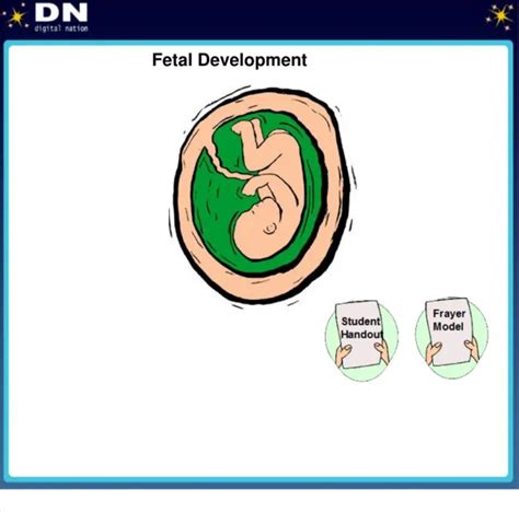 Ppt Fetal Development Powerpoint Presentation Free Download Id664925