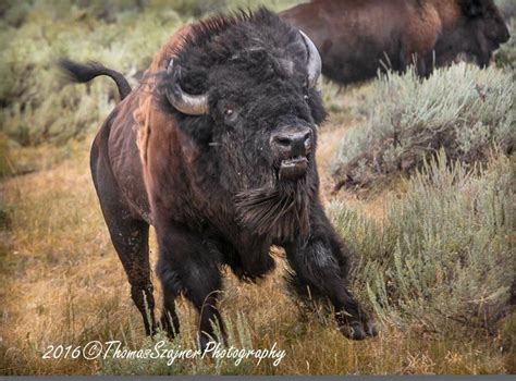 Buffalo Charging Mountain Vagabond Photo Bison Pictures Cow Skull