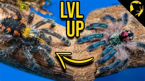 Top 3 Colorful Tarantulas Typhochlaena Costae Youtube