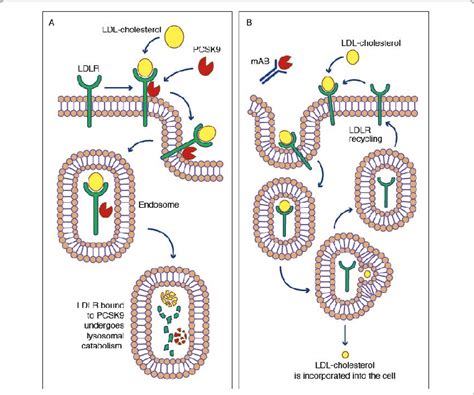 Proprotein Convertase Subtilisinkexin Type 9 Pcsk9 Is Primarily