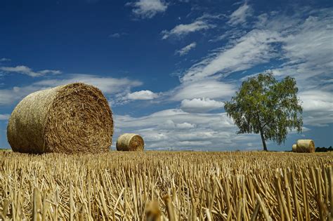 Stubble Straw Agriculture Free Photo On Pixabay Pixabay