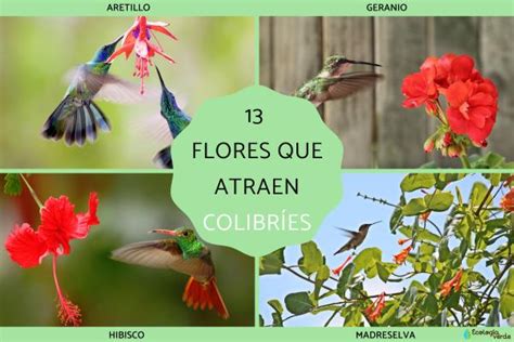 13 flores que atraen colibríes Guía completa