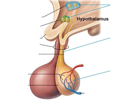 pituitary gland diagram Diagram | Quizlet