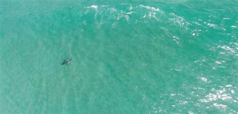 Queensland Surfers Could Soon be Protected from Shark Attacks With