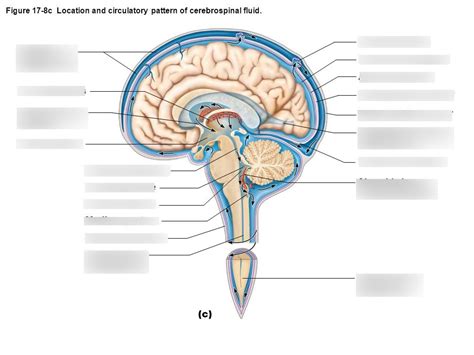 Cerebrospinal Fluid Diagram Quizlet