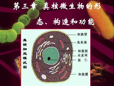 第三章 真核微生物的形态、构造和功能word文档在线阅读与下载无忧文档