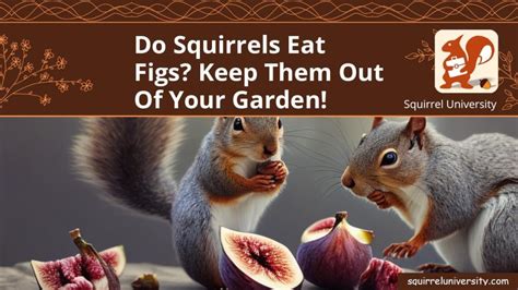 Do Squirrels Eat Figs Keep Them Out Of Your Garden Squirrel University