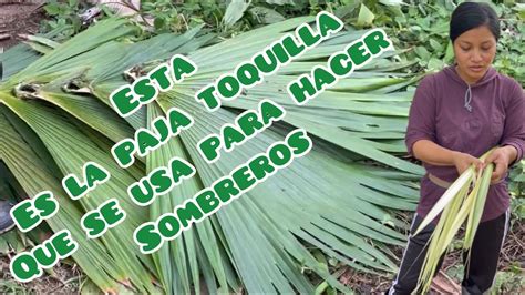 Esta Es La Paja Toquilla Que Se Usa Para Hacer Sombreros Y Techados De