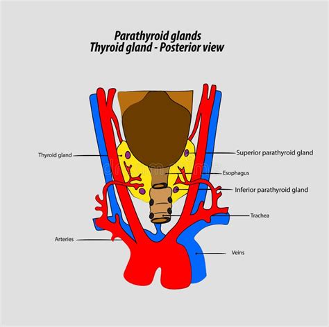 Parathyroid Glands Vector Thyroid Posterior View Vector Labeled Diagram Stock Vector