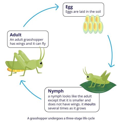 animal life cycles   stages explained simply