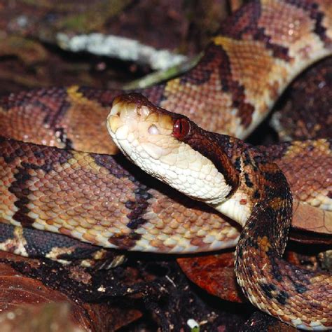 A Chocoan Bushmaster Lachesis Acrochorda From Chocoan Ecuador