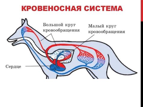 Кровеносная и дыхательная система у животных - Школьные Знания.com