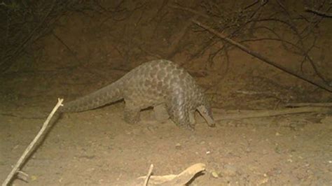 Avistan en Senegal a un mamífero que se creía totalmente extinto Weekend