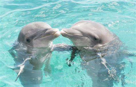 Two Kissing Dolphins Stock Photo Image Of Beach Nature 109509912