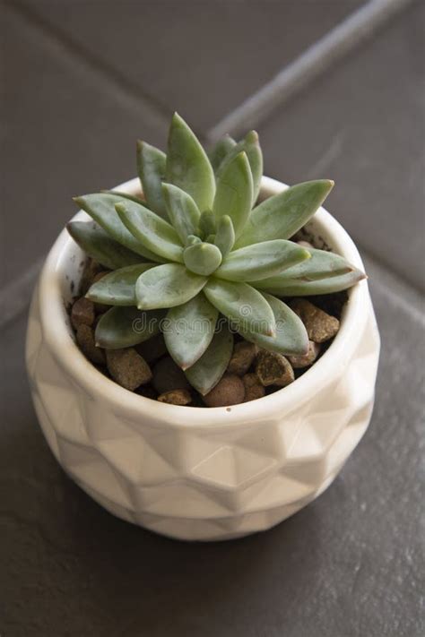 Echeveria Planta Suculenta En Pote Planta Decorativa Interior