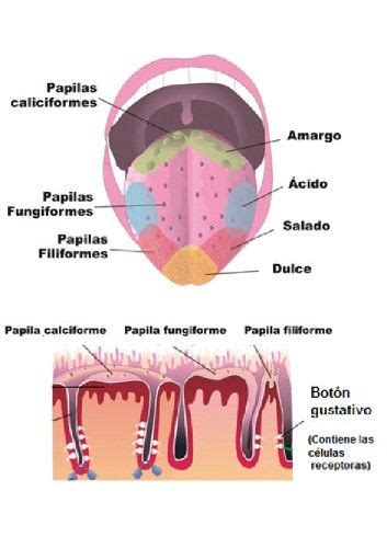 Cient Fico De Tormenta Gr Fico Anatomia Sentido Del Gusto Alojamiento