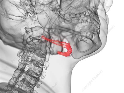 Hyoid Bone Illustration Stock Image F0276042 Science Photo Library